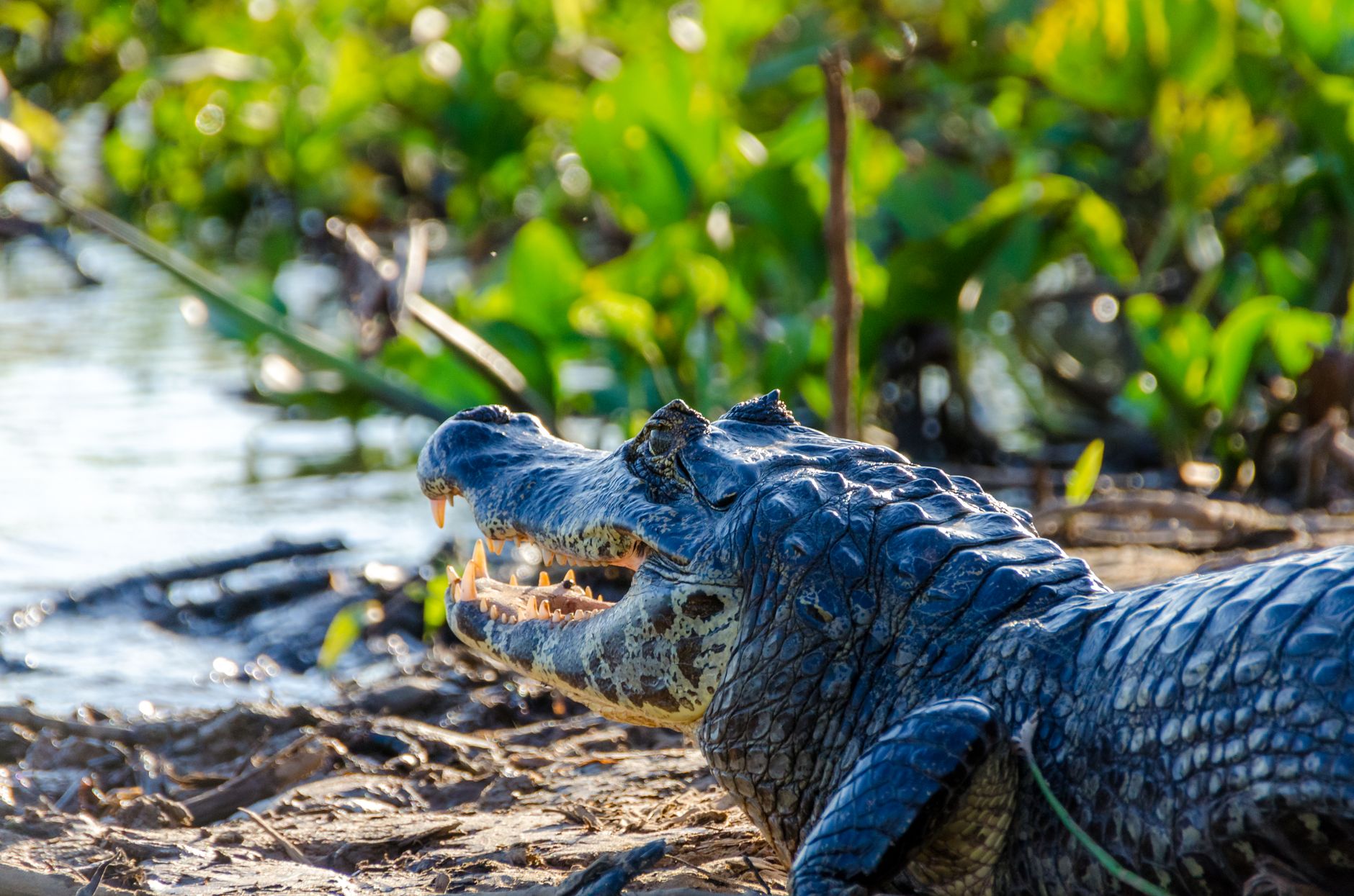 Vida selvagem e araras no Pantanal brasileiro